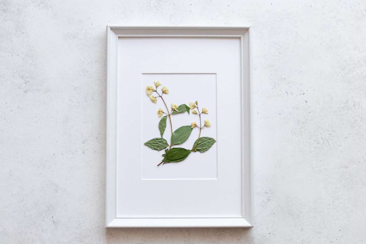 Delicate pressed dried flower in a frame on a white wall